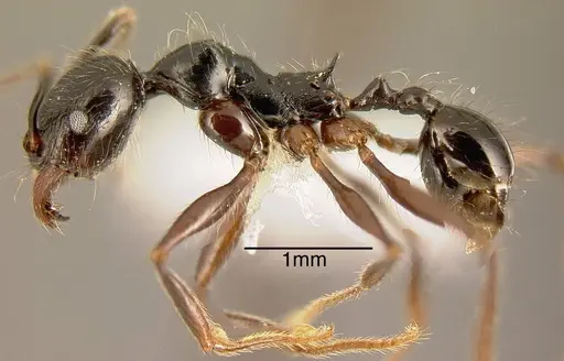 Pheidole eowilsoni - JTLC000003559