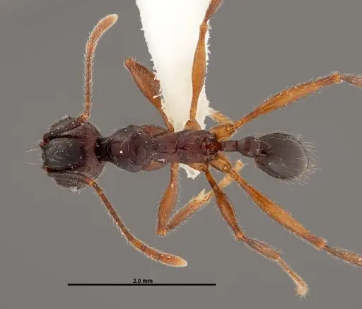 Pheidole eowilsoni - JTLC000007157