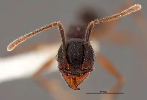 Pheidole eowilsoni - JTLC000007157