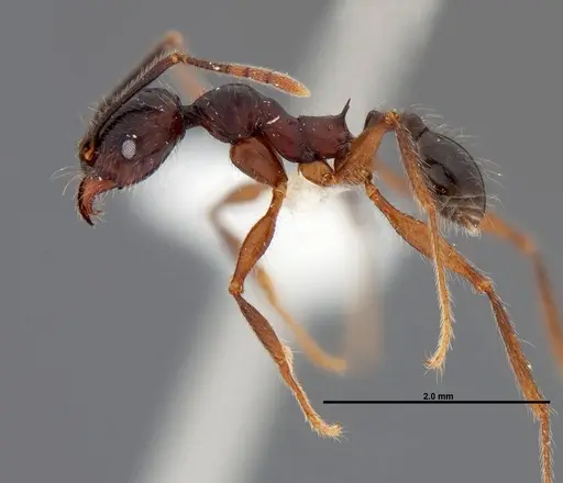 Pheidole eowilsoni - JTLC000007157