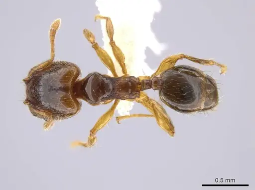 Pheidole eparmata specimen