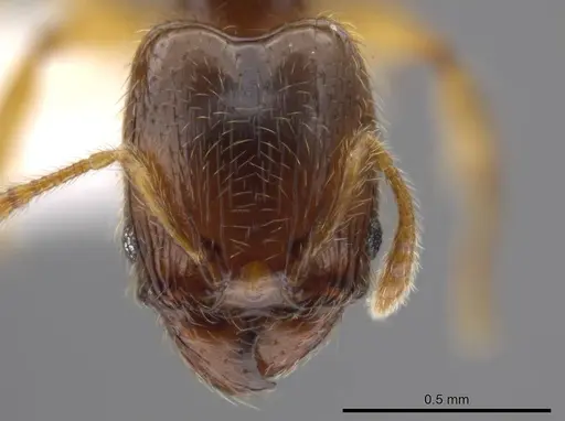 Pheidole eparmata specimen