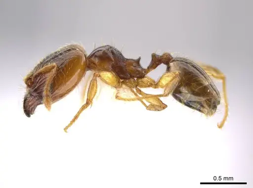 Pheidole eparmata specimen