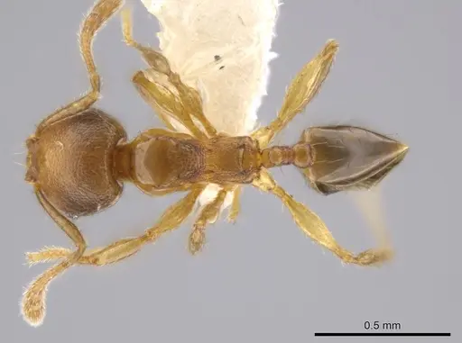 Pheidole eparmata - JTLC000015287
