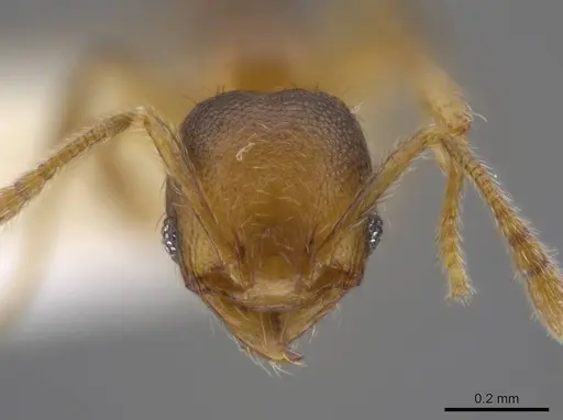 Pheidole eparmata - JTLC000015287