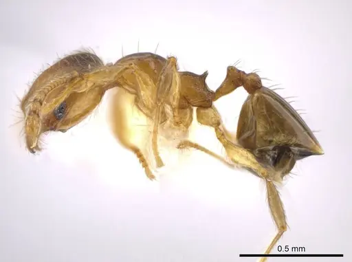 Pheidole eparmata - JTLC000015287
