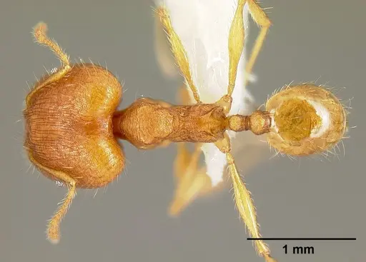 Pheidole epiphyta specimen