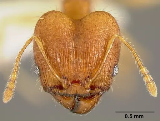 Pheidole epiphyta specimen
