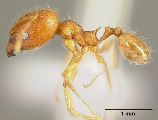 Pheidole epiphyta specimen