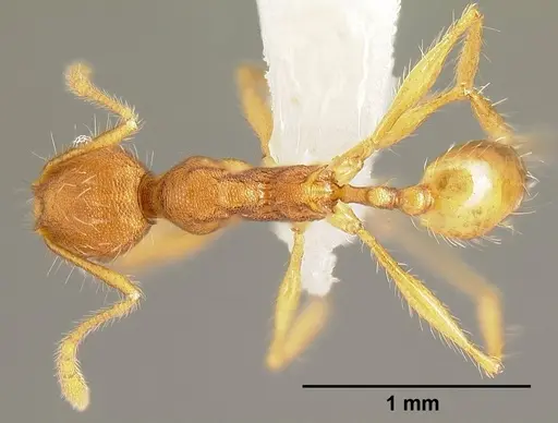 Pheidole epiphyta - CASENT0608899