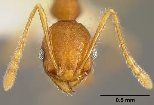 Pheidole epiphyta - CASENT0608899