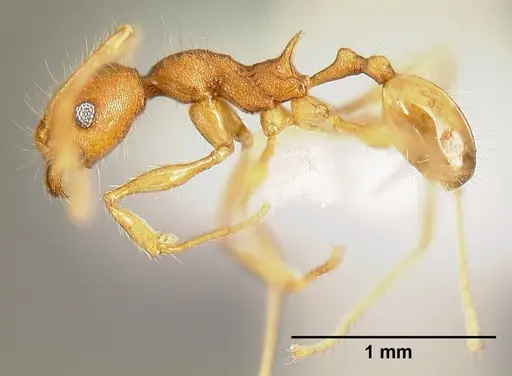 Pheidole epiphyta - CASENT0608899