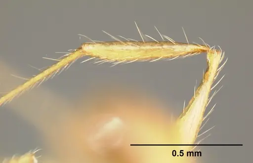 Pheidole epiphyta - CASENT0608899
