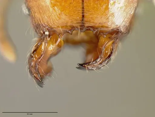 Pheidole epiphyta - CASENT0608900