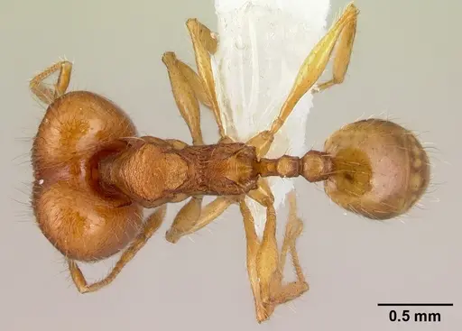 Pheidole epiphyta - CASENT0608905