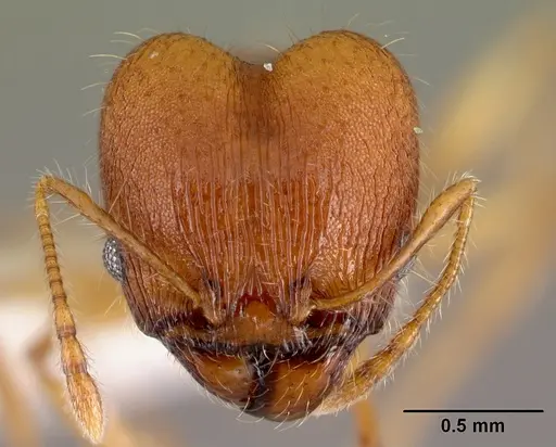 Pheidole epiphyta - CASENT0608905