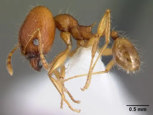 Pheidole epiphyta - CASENT0608905