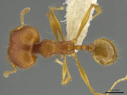 Pheidole epiphyta - CASENT0608909