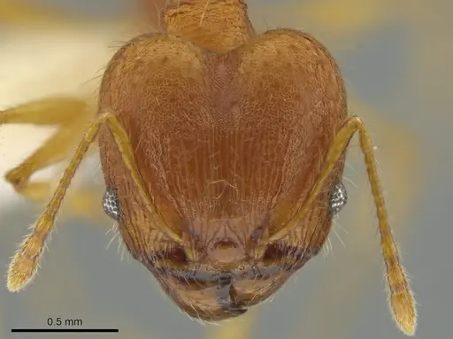 Pheidole epiphyta - CASENT0608909