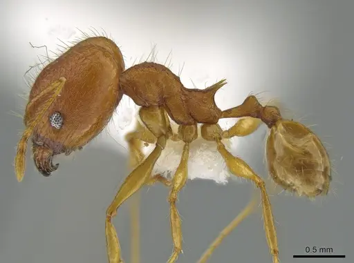 Pheidole epiphyta - CASENT0608909