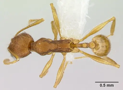 Pheidole epiphyta - CASENT0608921