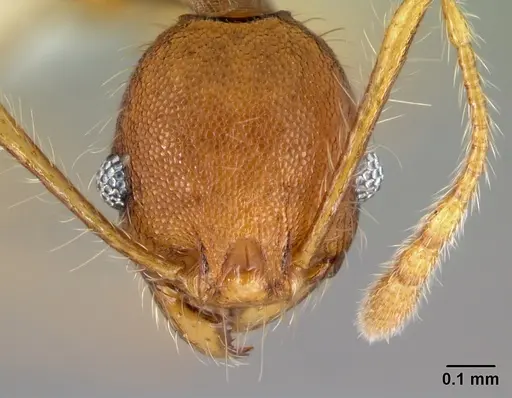 Pheidole epiphyta - CASENT0608921