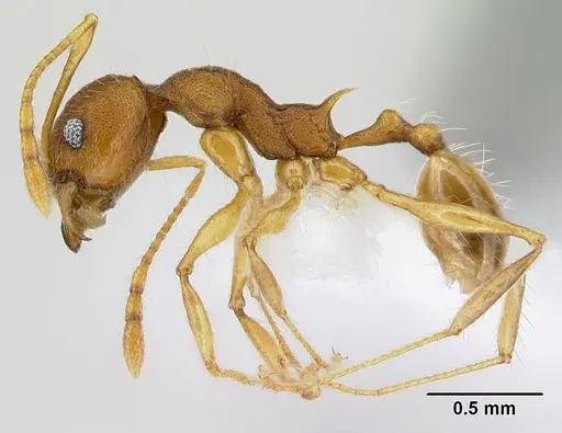 Pheidole epiphyta - CASENT0608921