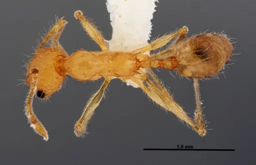 Pheidole epiphyta - JTLC000005405