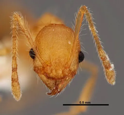 Pheidole epiphyta - JTLC000005405