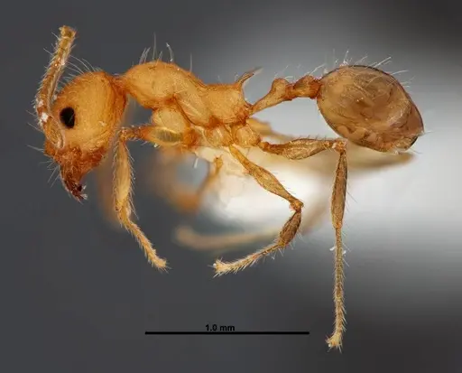 Pheidole epiphyta - JTLC000005405