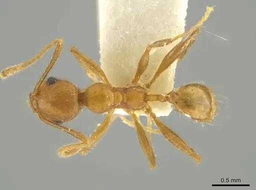Pheidole erethizon specimen