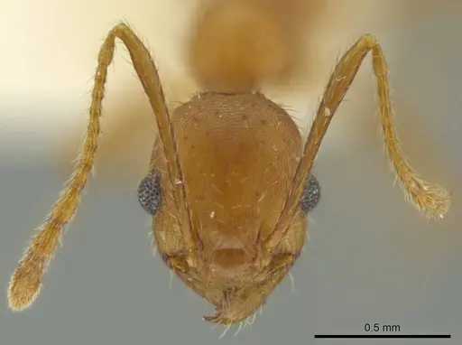 Pheidole erethizon specimen