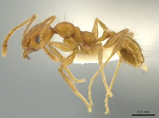 Pheidole erethizon specimen
