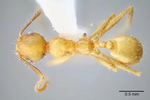 Pheidole erethizon - CASENT0649708