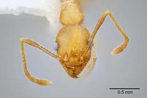 Pheidole erethizon - CASENT0649708