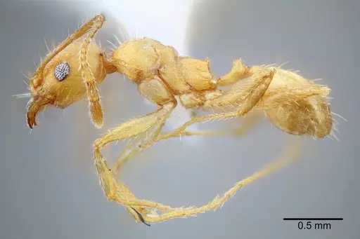 Pheidole erethizon - CASENT0649708