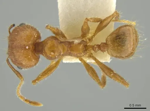 Pheidole erethizon - JTLC000016369
