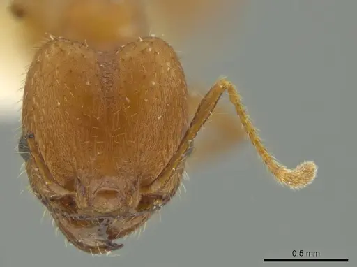 Pheidole erethizon - JTLC000016369