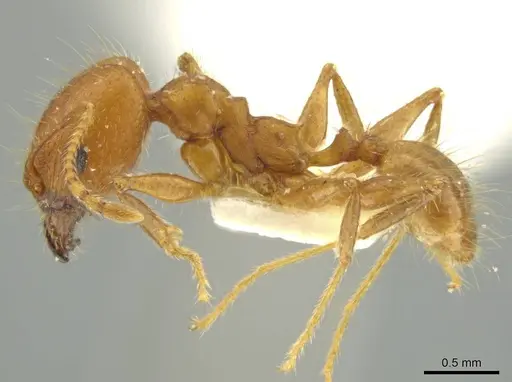 Pheidole erethizon - JTLC000016369