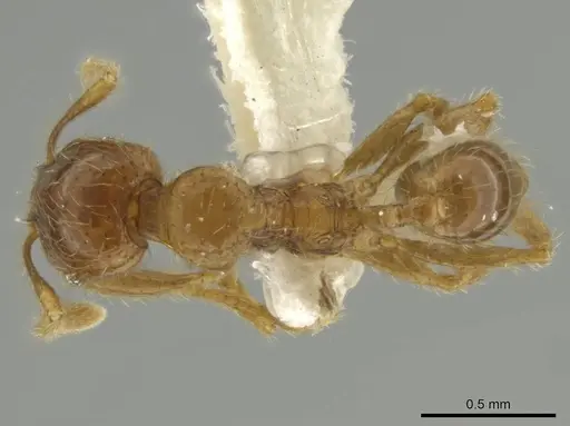 Pheidole eriophora specimen