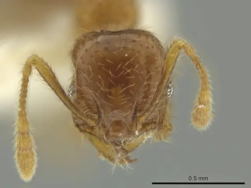 Pheidole eriophora specimen