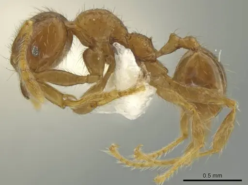 Pheidole eriophora specimen