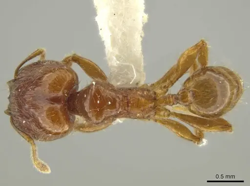 Pheidole eriophora - JTLC000016370