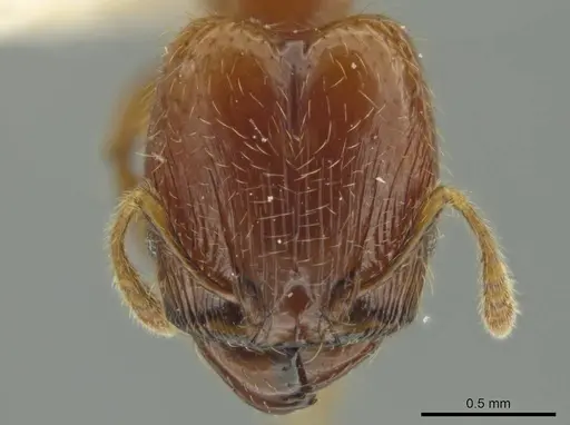 Pheidole eriophora - JTLC000016370