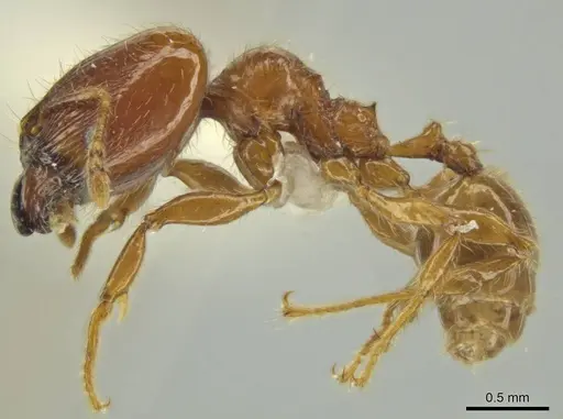 Pheidole eriophora - JTLC000016370