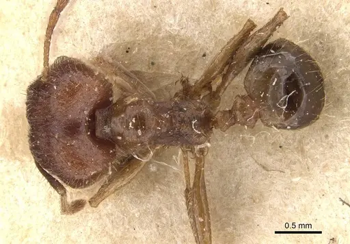 Pheidole ernsti specimen