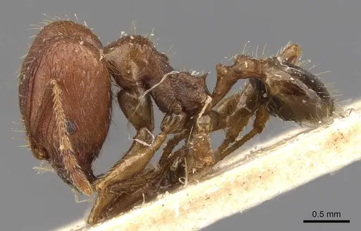 Pheidole ernsti specimen