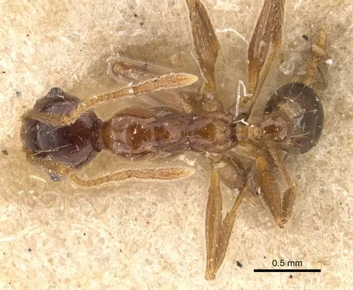 Pheidole ernsti - CASENT0907874