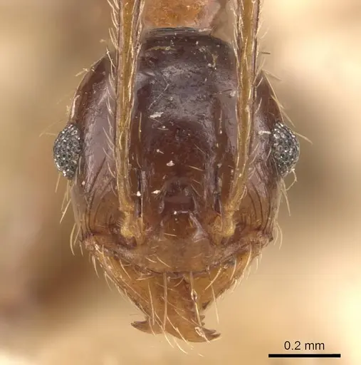 Pheidole ernsti - CASENT0907874
