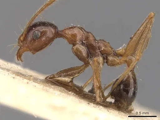 Pheidole ernsti - CASENT0907874